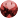 Koral